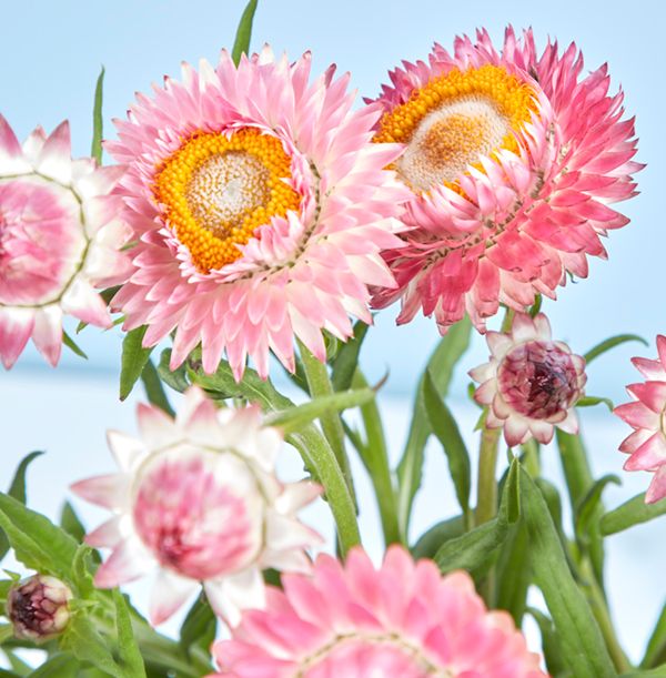 product image gallery_2