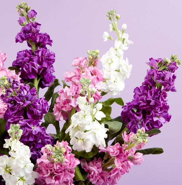 product image gallery_2