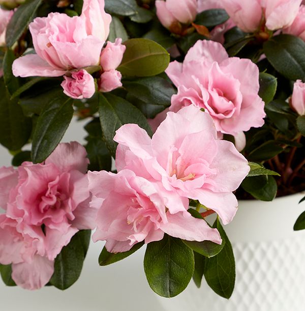 product image gallery_2