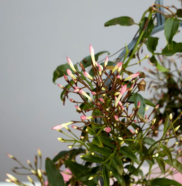 product image gallery_2