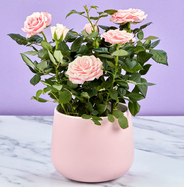product image gallery_2