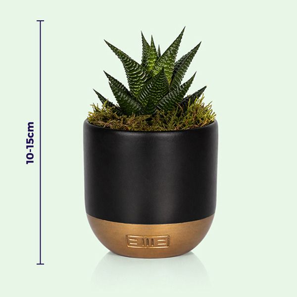 Product image gallery_2