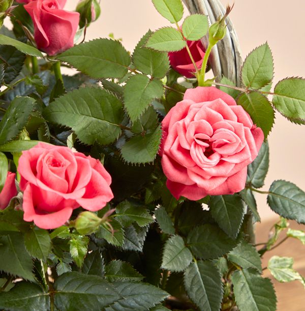 product image gallery_2