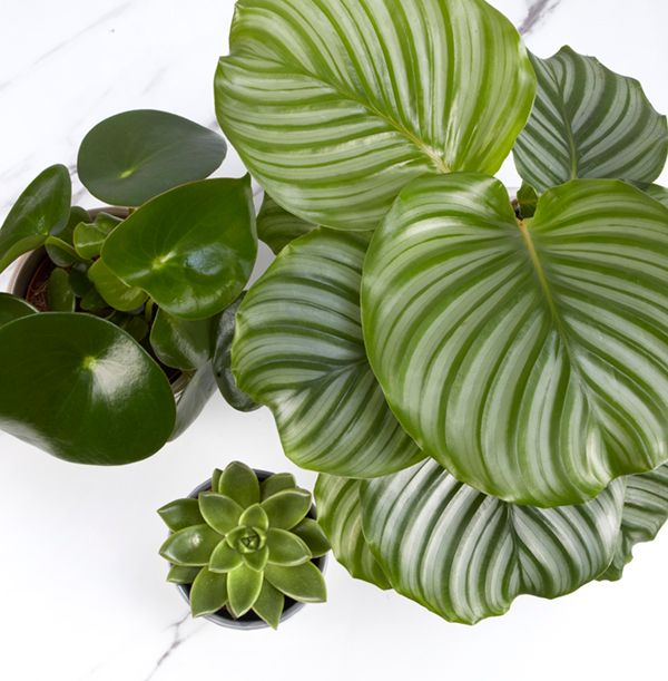 product image gallery_2