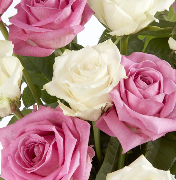 Pink and white on sale roses