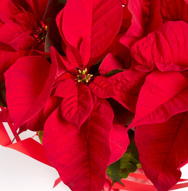 product image gallery_2