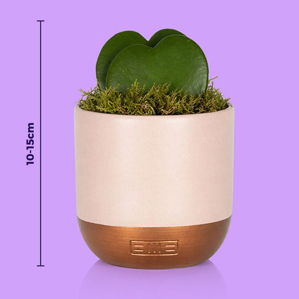 Product image gallery_2