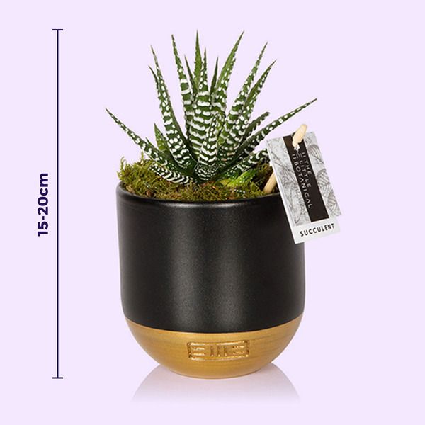 Product image gallery_2