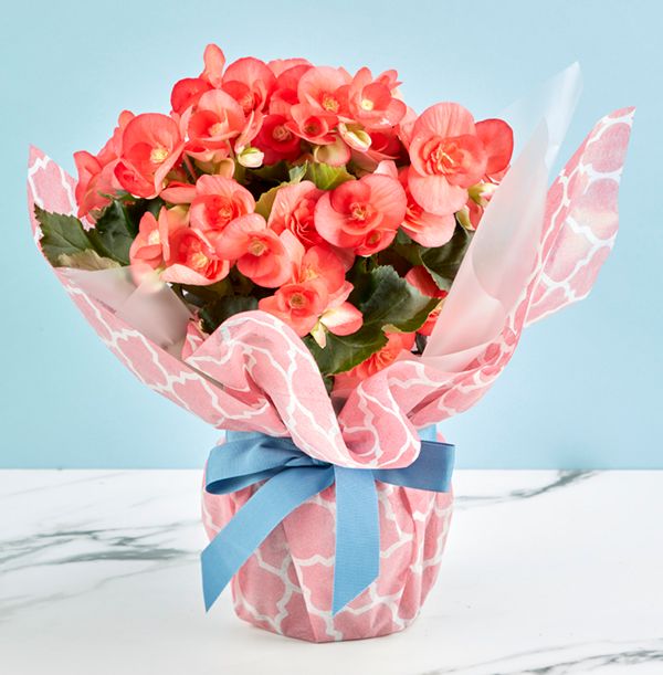 product image gallery_3