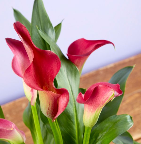 product image gallery_3