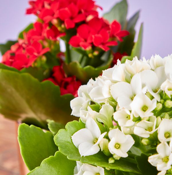 product image gallery_3