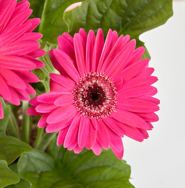 product image gallery_3