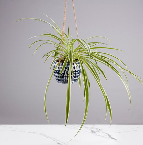Hanging Spider Plant Funky Pigeon