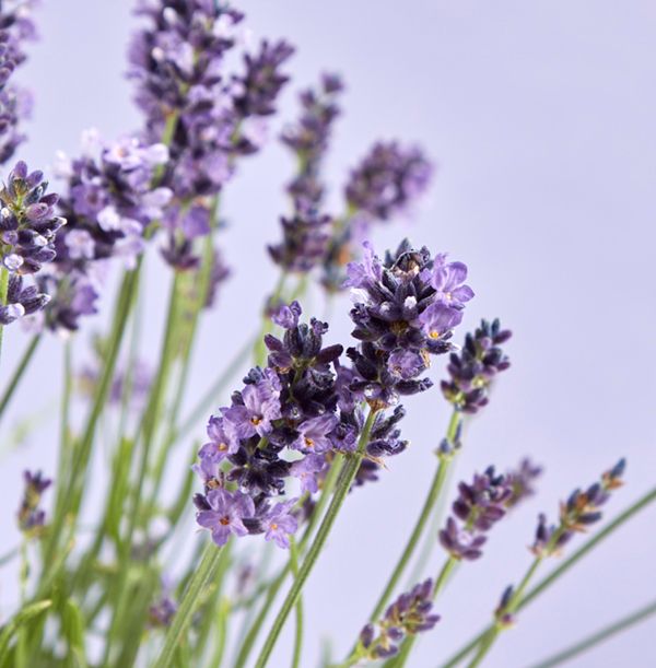 product image gallery_3