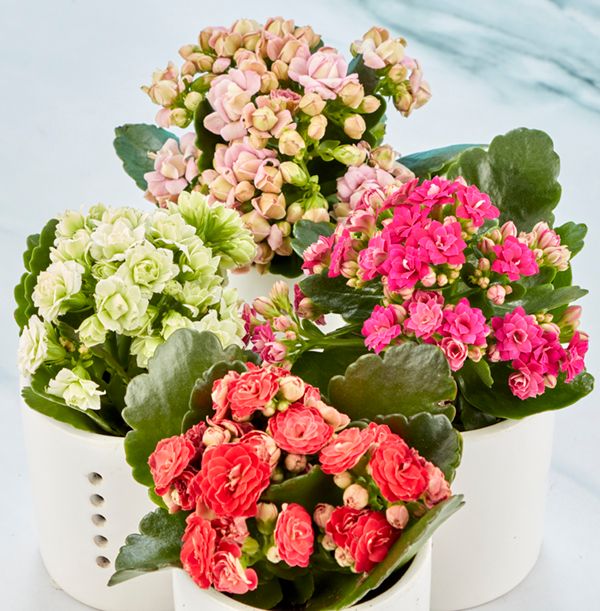 product image gallery_3