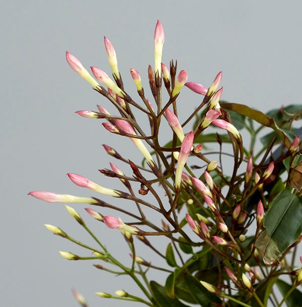 product image gallery_3