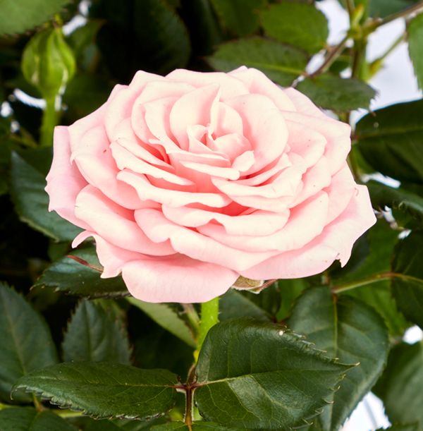 product image gallery_3