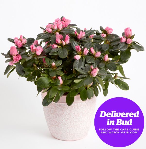product image gallery_3