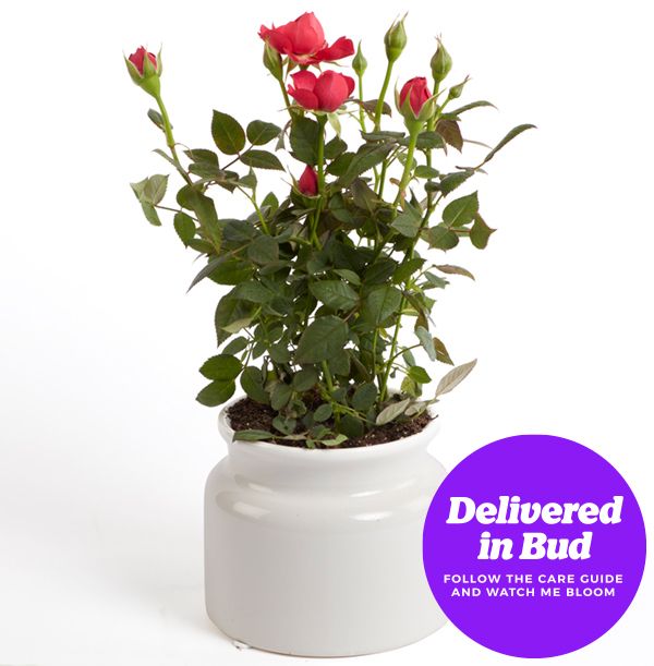 product image gallery_3