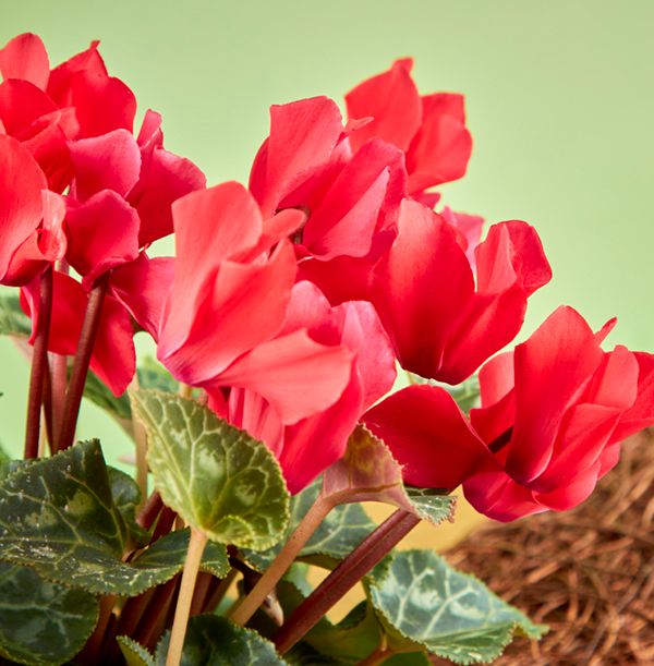 product image gallery_3