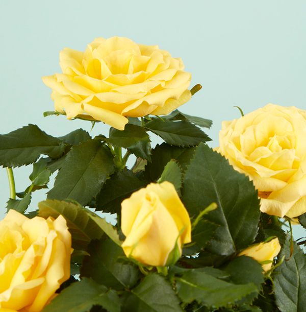 product image gallery_3