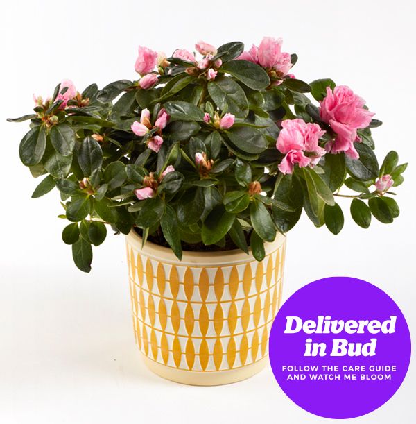 product image gallery_4