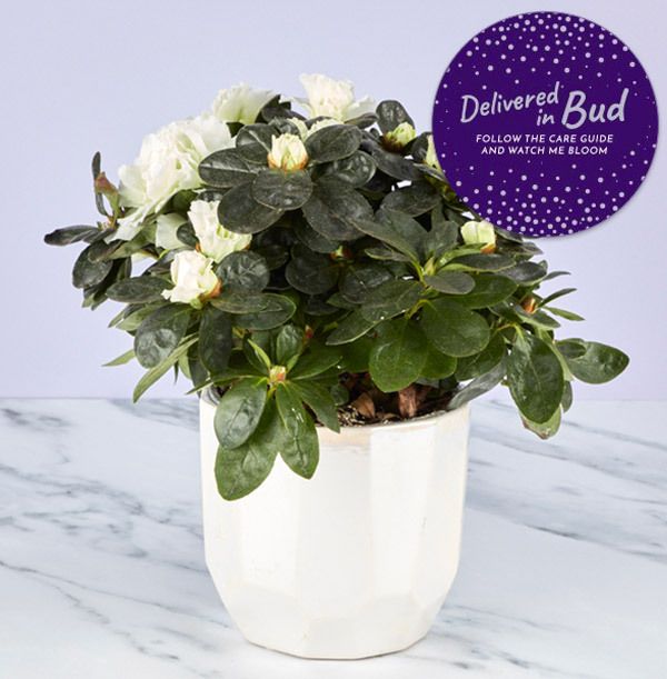 product image gallery_4