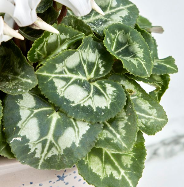 product image gallery_4
