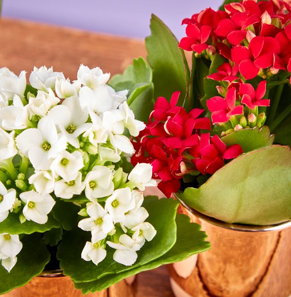 product image gallery_4