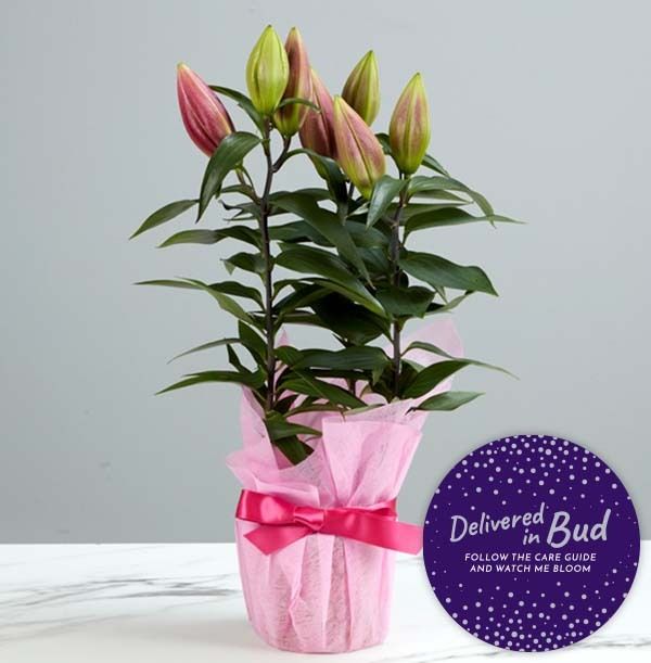 product image gallery_4