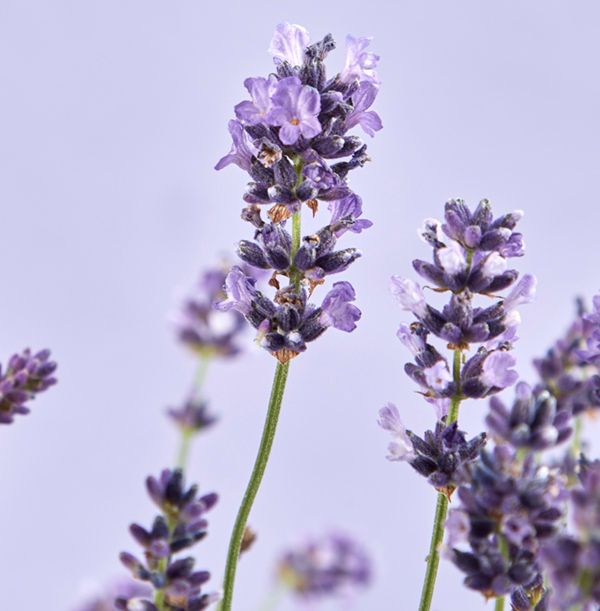 product image gallery_4
