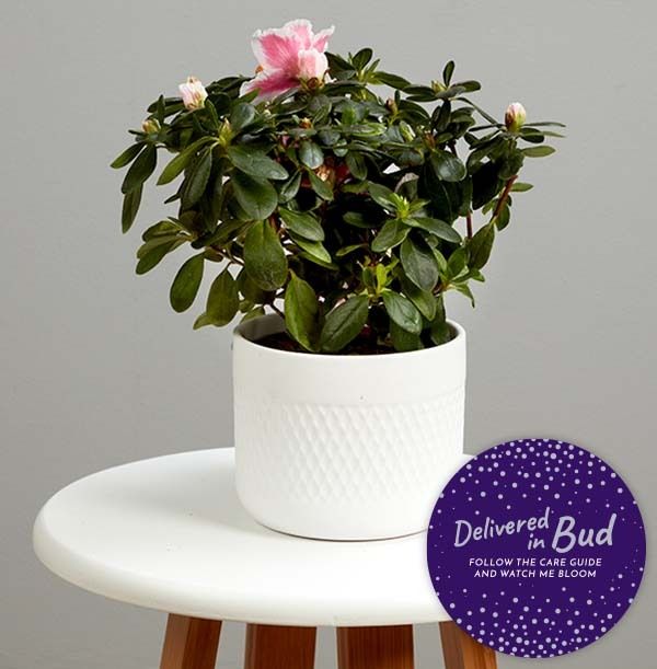 product image gallery_4