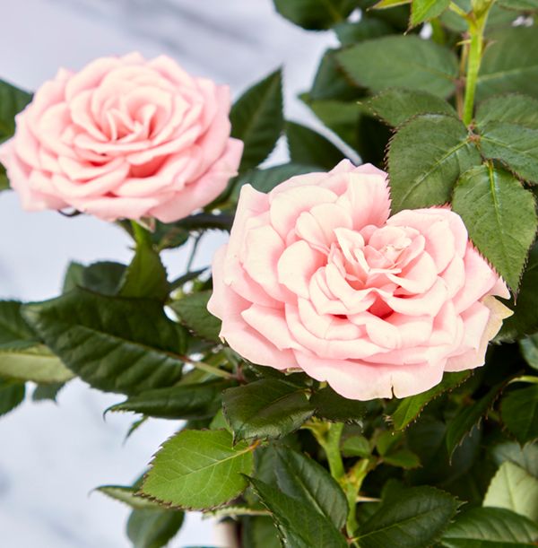 product image gallery_4