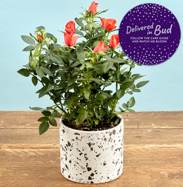 product image gallery_4