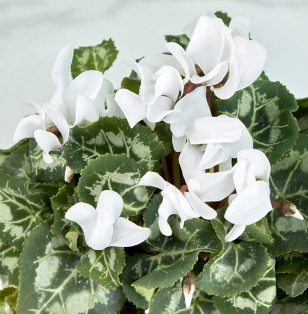 product image gallery_4