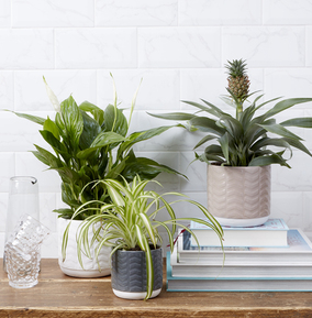 Air Purifying Plant Bundle