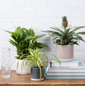 product image gallery_0