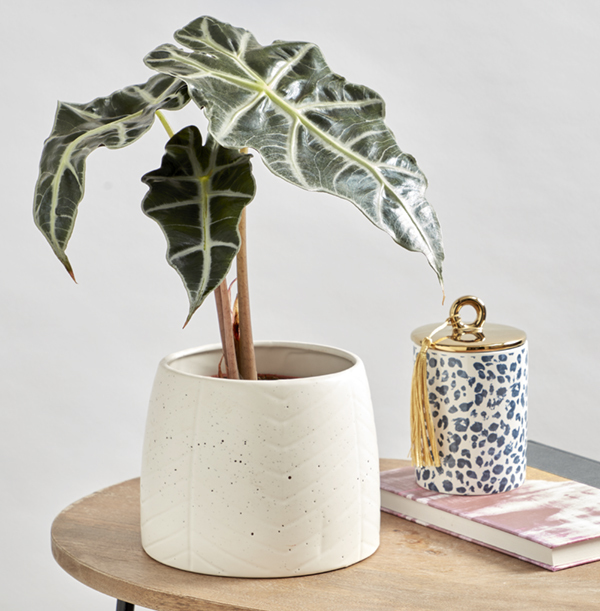 Alocasia and Pot Set