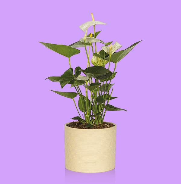 The Little Botanical Anthurium in Almond Stoneware