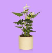 Tap to view The Little Botanical Anthurium in Almond Stoneware