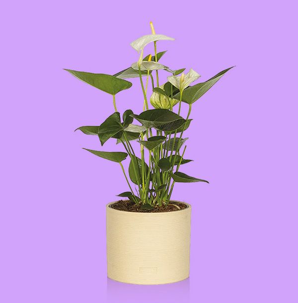 Photo of The Little Botanical Anthurium in Almond Stoneware