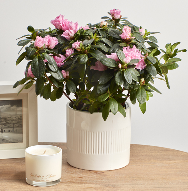 Pink Azalea in Ceramic