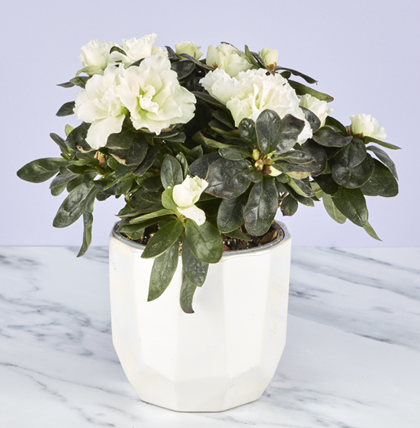 White Azalea & Pearlescent Pot