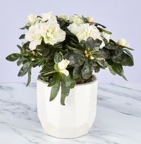 White Azalea & Pearlescent Pot
