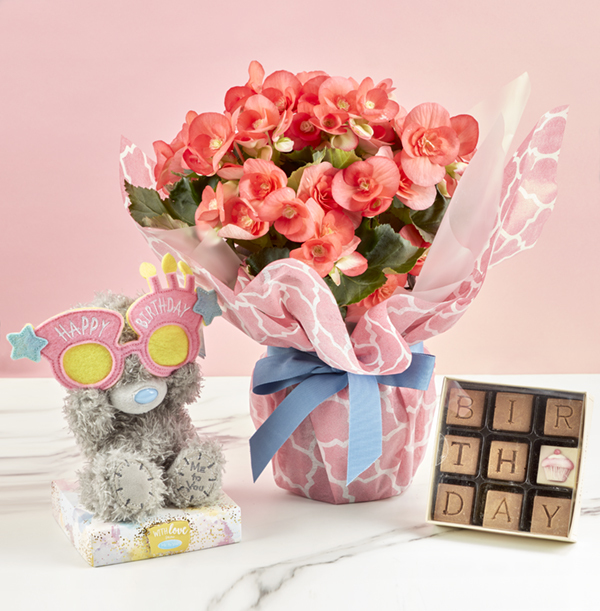 Birthday Begonia, Bear and Chocolate Gift Set