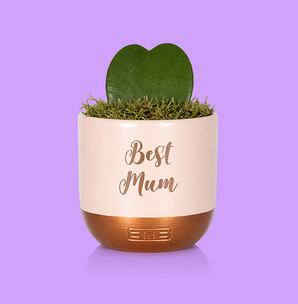 The Little Botanical Best Mum Hoya in Pink and Copper Ceramic