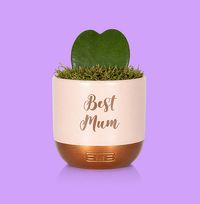 Tap to view The Little Botanical Best Mum Hoya in Pink and Copper Ceramic