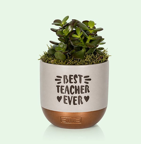 Photo of The Little Botanical Best Teacher Ever Small Jade Money Plant in Grey and Copper Ceramic