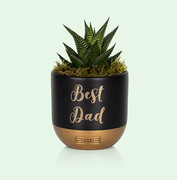 The Little Botanical Best Dad Mini Haworthia in Black and Gold Ceramic