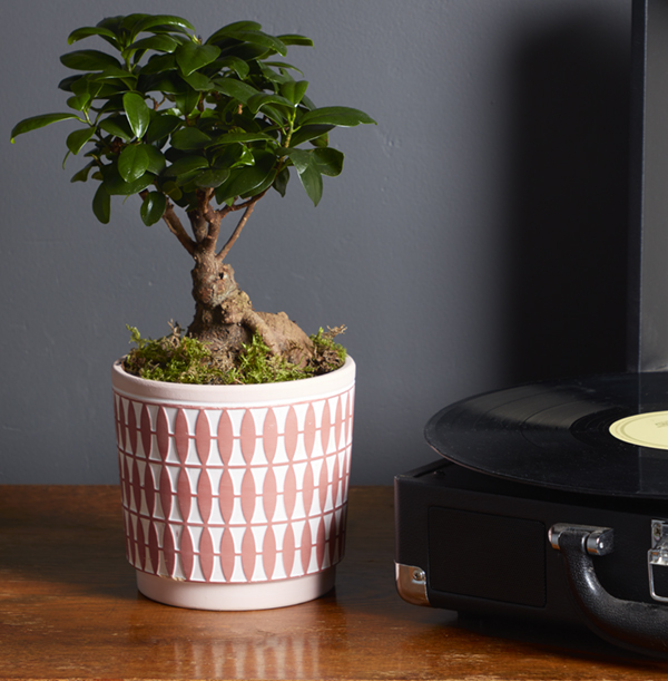 Bonsai Tree